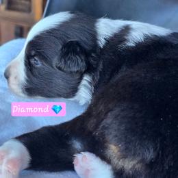 Diamond - Black tri female Miniature Australian Shepherd puppy in Powell Butte, Oregon from Willow Lane Ranch