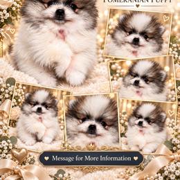 Stary - Orange parti male Pomeranian puppy in El Paso, Texas from Texas quality pomeranians