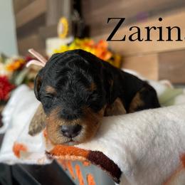 Aussiedoodle, Bernedoodle, Poodle, and Sheepadoodle Puppies from Draper Mountain Doodles