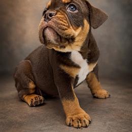 Tawny - Brown brindle female Olde English Bulldogge puppy in Camdenton, Missouri from Mule Pool Olde English Bulldogges