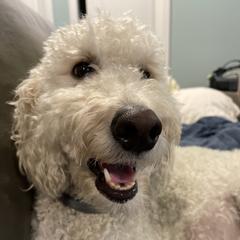 Ella - Goldendoodle