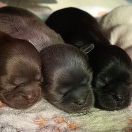 Shih Tzu puppies from Pine Pawz