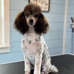 Firefly - Poodle