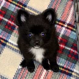 Jade - Black parti female Pomeranian puppy in Ocala, Florida from Roxy's Pomeranian Puppies