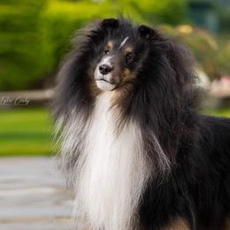 Shetland Sheepdogs from Syringa Shelties