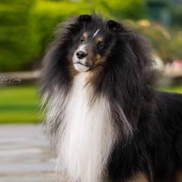 Shetland Sheepdogs from Syringa Shelties