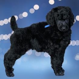 Poodle puppies from Antigua Standard Poodles