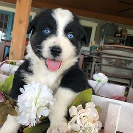 Australian Shepherds from BAR A AUSSIES