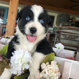Australian Shepherds from BAR A AUSSIES