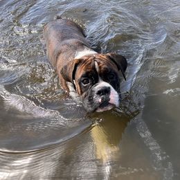 Sailor - Boxer