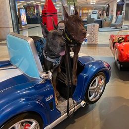 Great Dane Puppies from F&B Kennels