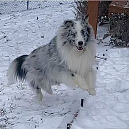 Lightening - Shetland Sheepdog