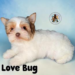 Love Bug - Chocolate, tan and white male Yorkshire Terrier puppy in London, Kentucky from Soto Yorkies