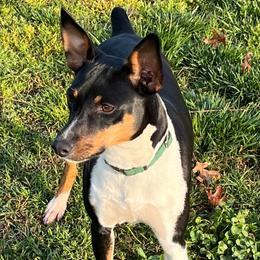 Frankie - Rat Terrier