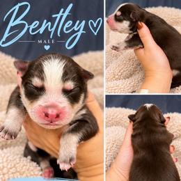 Bentley - Chocolate male Pomsky puppy in Philadelphia, Missouri from Mississippi River Pomskies