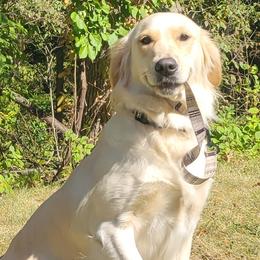 Milky Way - Golden Retriever