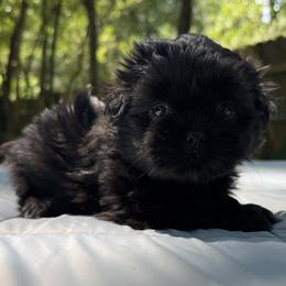 Girl 1 - Black female Shih Tzu puppy in Mobile, Alabama from FluffyTail Shih Tzu