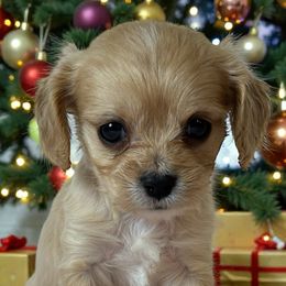 Jessica - Apricot female Cavapoo puppy in Oklahoma from Rocky Oak Cavaliers & Biewer Terriers LLC