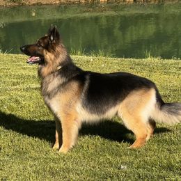 Memphis - German Shepherd