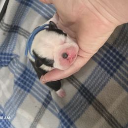 BlackWhite (Dark Blue Collar) - Black and white male Boston Terrier puppy in Des Moines, Iowa from Razmom's Boston Terriers