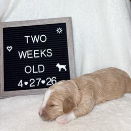 Marlin - Yellow and white male Bernedoodle puppy in Sparrows Point, Maryland from Rosie’s Puppies