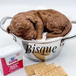 Bisque - Red  male Goldendoodle puppy in Mecklenburg County, North Carolina from Rustic Road Doodles