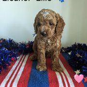 Eleanor "Ellie" - female Whoodle puppy in Layton, Utah from Penny's Puppies