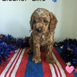 Eleanor "Ellie" - female Whoodle puppy in Layton, Utah from Penny's Puppies