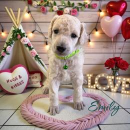 Emily - Cream female Poodle puppy in Port Orange, Florida from Daytona’s Standard Poodles