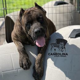 Gunner - Cane Corso