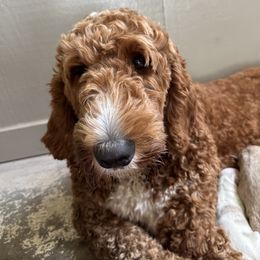 VAL - Goldendoodle