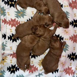 Heineken Guy - Dark golden male Golden Retriever puppy in Knoxville, Tennessee from Jack and Ginger’s Goldens