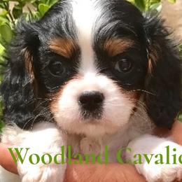 Cavalier King Charles Spaniels from Victoria Parker
