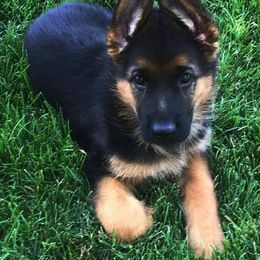 German Shepherd Puppies from Zeder Kamme German Shepherds