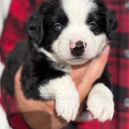 Black bi male - Black & white male Miniature Australian Shepherd puppy in Riverton, Utah from Iron Spirit Homestead & Aussies