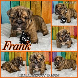 Bulldog Puppies from Bullberry Farm