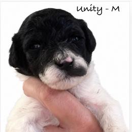Unity - Parti male Poodle puppy in Greenwich, New York from MizzElle’s Standard Poodles