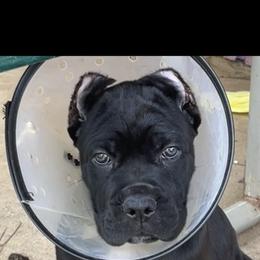 Boy 1 - Black male Cane Corso puppy in Douglasville, Georgia from Palazzo Cane Corso