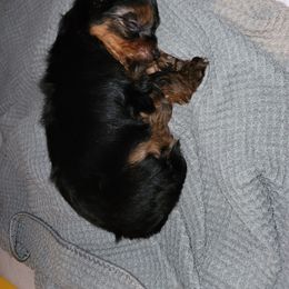 Camilo - Black and gold male Yorkshire Terrier puppy in Gilbert, Arizona from Yorkie Your Soulmate Puppy
