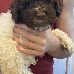 Girl 1 - White Lagotto Romagnolo puppy in Lynden, Washington from Northwest Lagotto