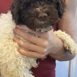 Girl 1 - White Lagotto Romagnolo puppy in Lynden, Washington from Northwest Lagotto