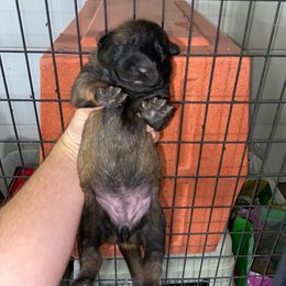Belgian Malinois, Dutch Shepherd, and xDutch Shepherd Puppies from Raw Nature K9
