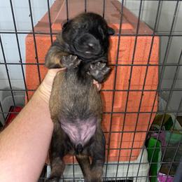 Belgian Malinois, Dutch Shepherd, and xDutch Shepherd Puppies from Raw Nature K9