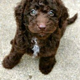 Australian Labradoodles from Mountain Creek Labradoodles