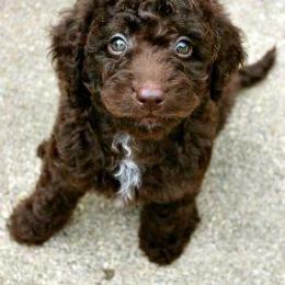 Australian Labradoodles from Mountain Creek Labradoodles