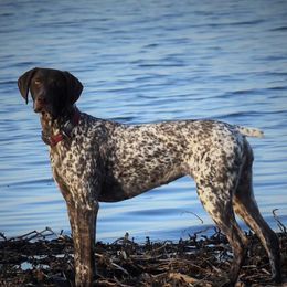 Pearl - German Shorthaired Pointer