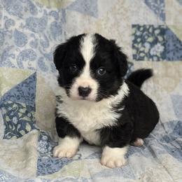 Ace-fluffy - Black and white male Cardigan Welsh Corgi puppy in Hope, Arkansas from Foxy Knoll Farm