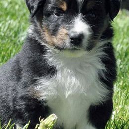 Miniature Australian Shepherds from Lakeside Aussies