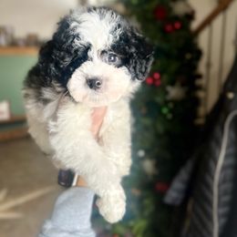 Oreo- Ready this weekend - Parti male Goldendoodle puppy in Upper Sandusky, Ohio from Rock Run Homestead