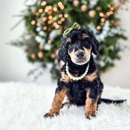 Briar - Phantom female Poodle puppy in Gaylord, Michigan from Dog Mom Co.